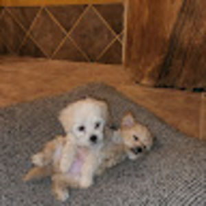 Meet your Posher, Bernadette